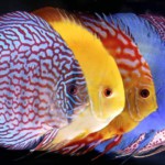 Зоомагазин «Лагуна»